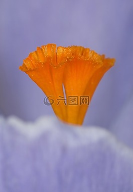 雄蕊,藏紅花,橙色