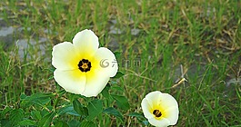 花卉,鮮花,性質(zhì)