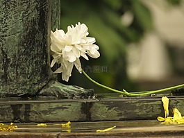 藝術(shù),雕塑,花