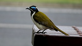 鳥,花蜜,澳大利亞