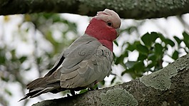 鳥,galah,澳大利亞