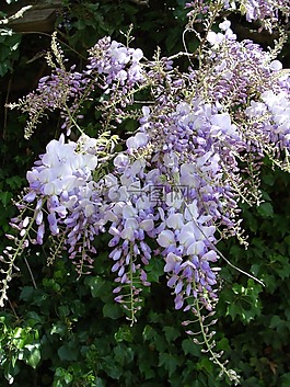 攀藤本花卉,紫色,鮮花