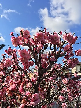 鮮花,櫻桃,藍(lán)色的天空