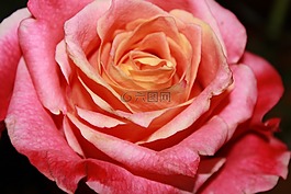 玫瑰,薔薇科,玫瑰綻放