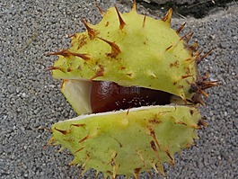 板栗,性質,buchengewaechs