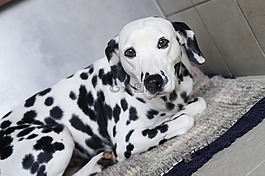 dalmatians,狗,污漬