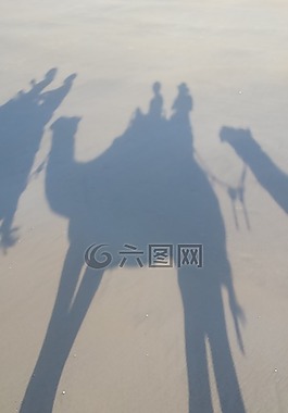 陰影,駱駝,側(cè)影