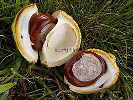 板栗,性質,buchengewaechs