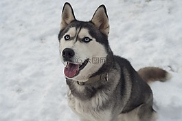 赫斯基,狗,西伯利亞雪橇犬