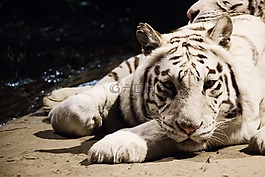 虎,動物,動物園