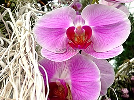 花,蘭花,紫色