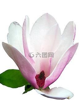 玉蘭,招標(biāo),粉紅色