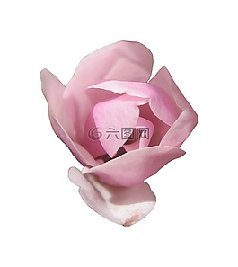 玉蘭,招標(biāo),粉紅色