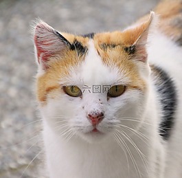 貓,貓臉,katzenkopf