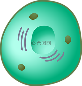 eukaryot,細(xì)胞,核