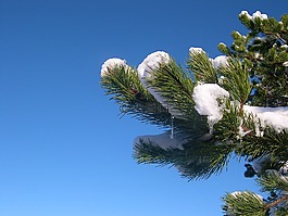 雪,枝杈,松