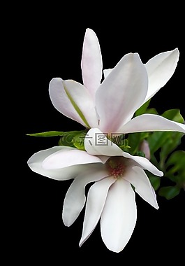 玉蘭,招標(biāo),粉紅色