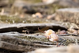 大自然,甜柿,景觀