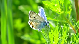 蝴蝶,性質(zhì),昆蟲