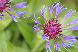 山被壓垮,指出花,夏季