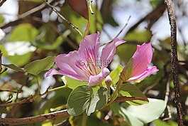 花卉,春,性質(zhì)
