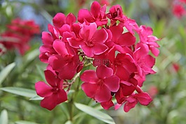 春,鮮花,性質(zhì)