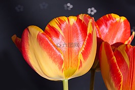 郁金香,花束,百合