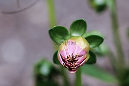 花,夏天花,花園里的花