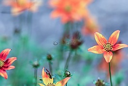花,夏天花,花園里的花