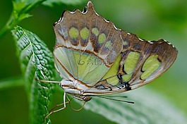 蝴蝶,異國情調(diào),昆蟲