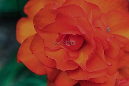 花,夏天花,花園里的花