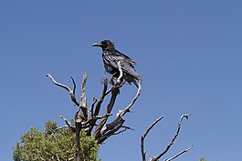 天空,高,鳥