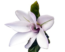 玉蘭,招標(biāo),粉紅色