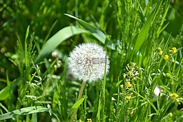 植物,綠色,蒲公英