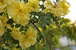 春天,春游,黃色的花