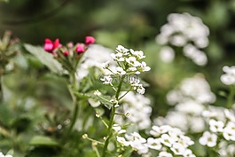 花,夏天花,花園里的花
