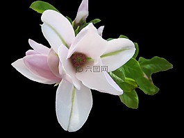 玉蘭,招標(biāo),粉紅色