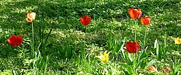 郁金香,花園,春天