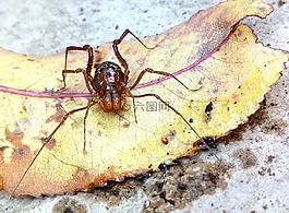 节肢动物,类型,opilión
