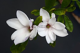 玉蘭,招標(biāo),粉紅色