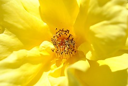 陽臺(tái)植物,玫瑰,開花