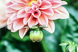 花,夏天花,花園里的花