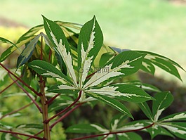 葉,葉子,自然
