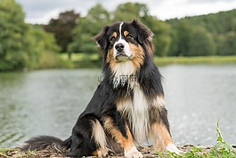 狗,澳大利亞牧羊犬,注意