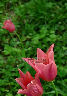 开郁金香,粉红色的郁金香,加尔德