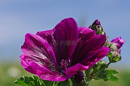 開花,花,錦葵
