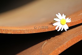 小號,黛西,鐵銹