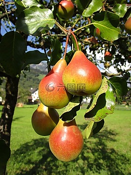 梨,水果,多汁