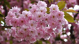 日本櫻花,春天,棵開花的樹