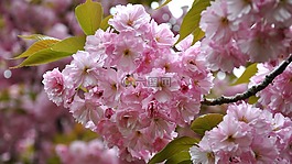 日本櫻花,春天,棵開花的樹